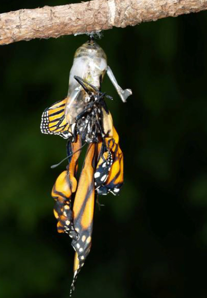 Monarch infected with Ophyrocystis elektroscirrha (OE). This butterfly has emerged from the chrysalis it's clinging to with bent wings.