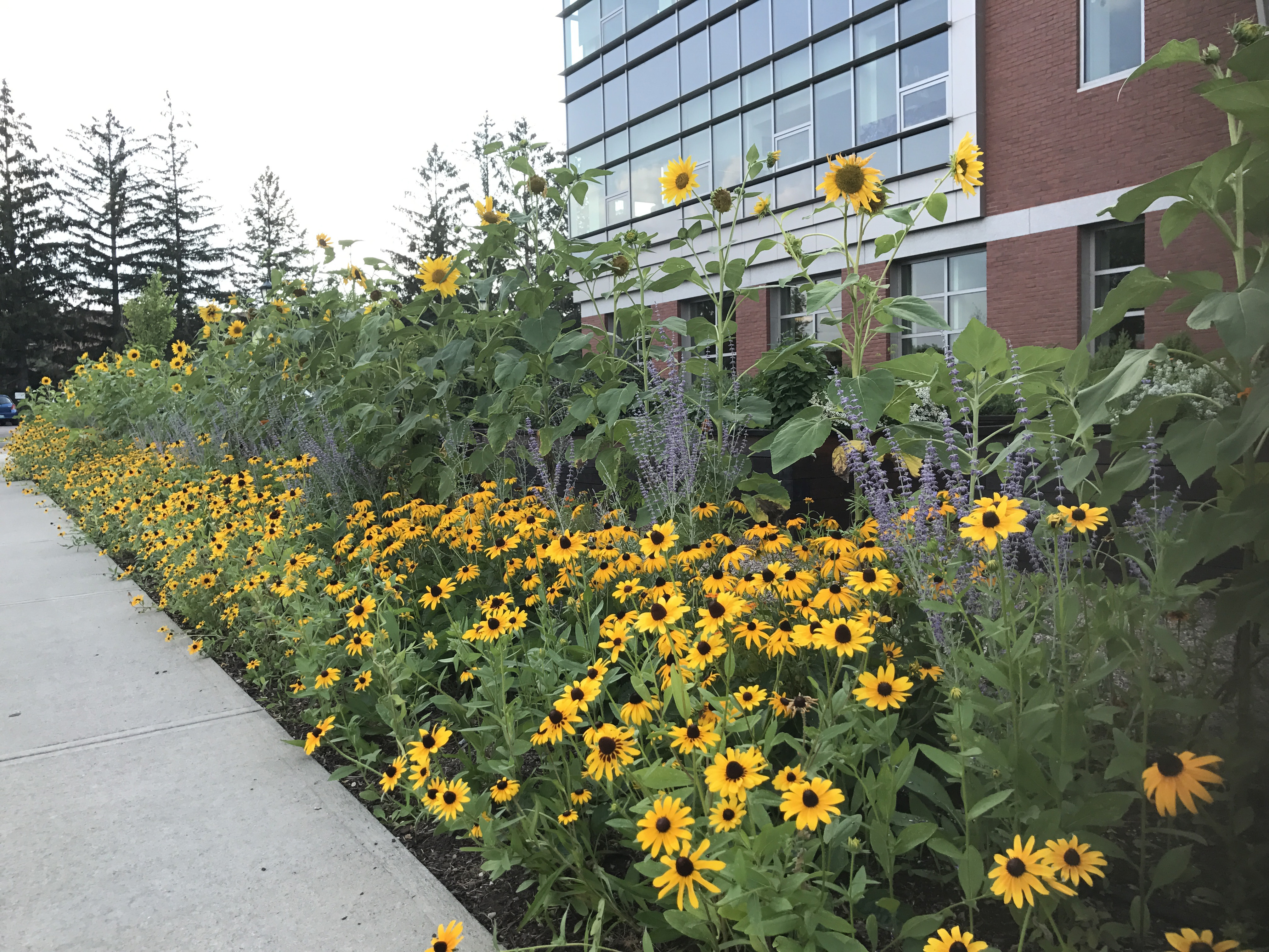 A stand of sunflowers dominates this streetside flower border planted on the campus of University of Vermont.