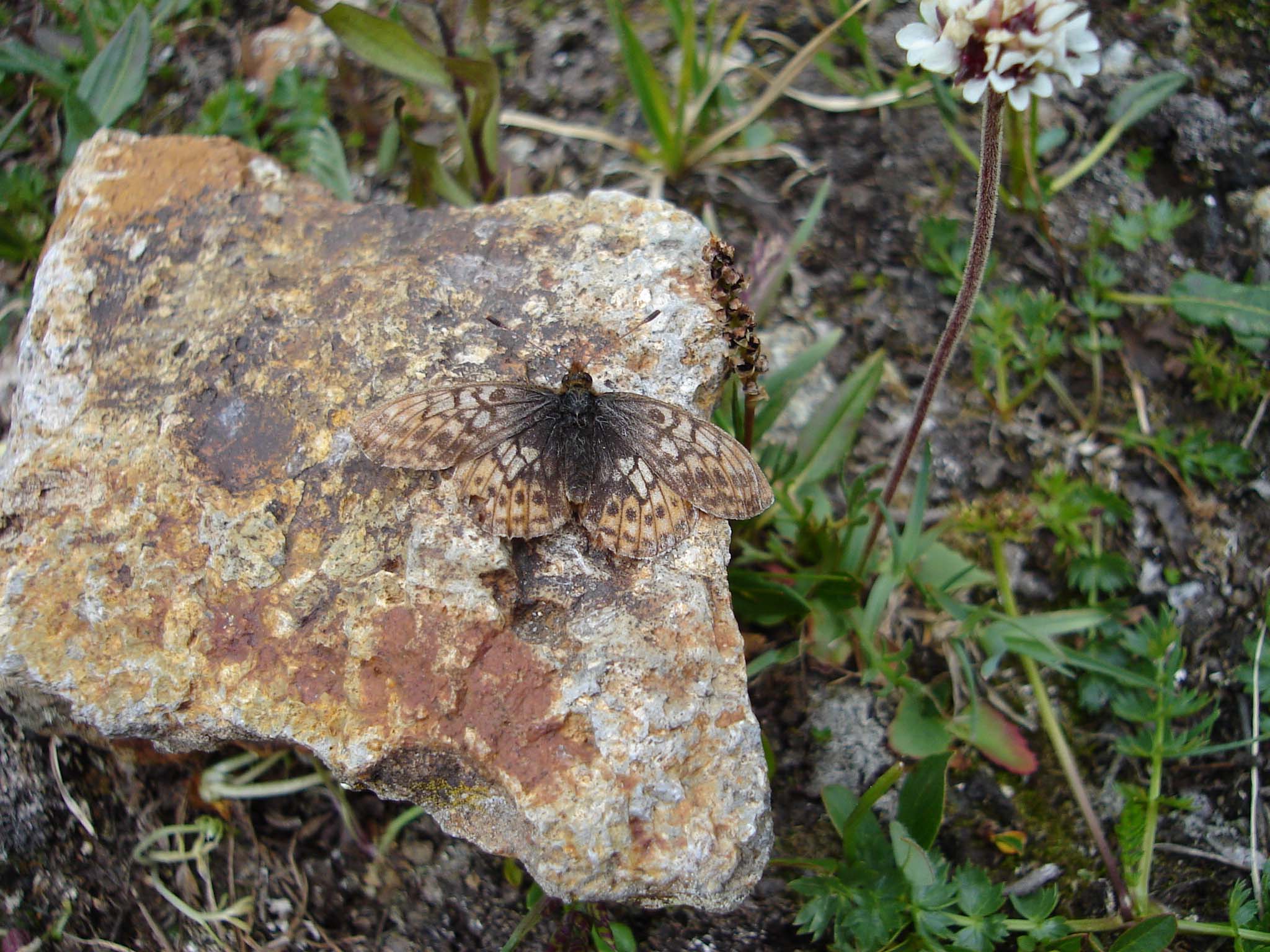A brown, mottled butterfly blends in nearly perfectly on a brownish rock.