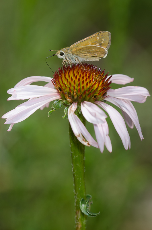 A small, drab butterfly rests with wings closed on the top of a single coneflower with pale pink drooping petals.