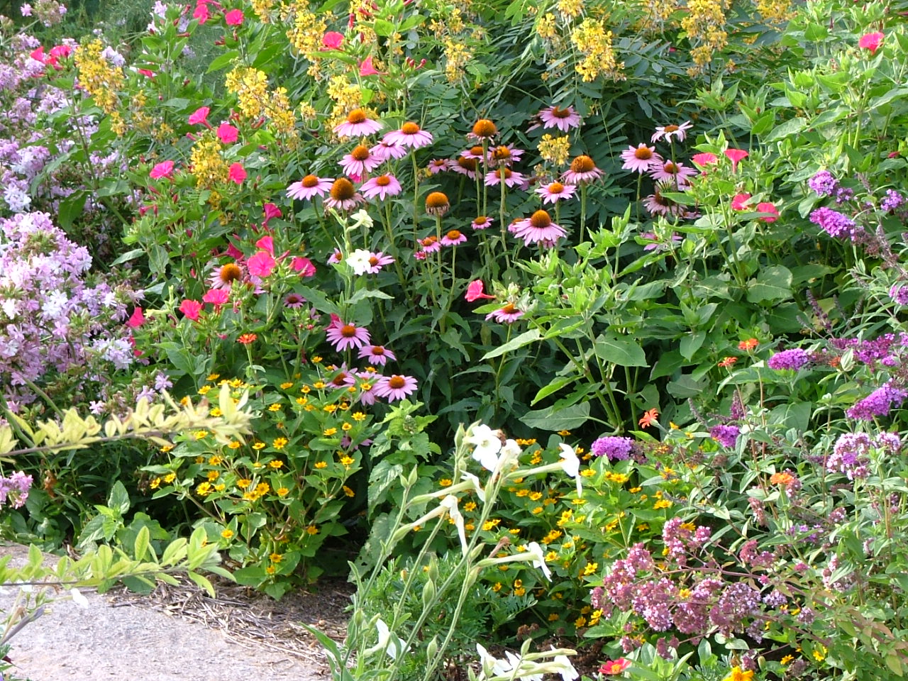 A diversity of flowers, including purple coneflower and partridge pea, fill this flower border