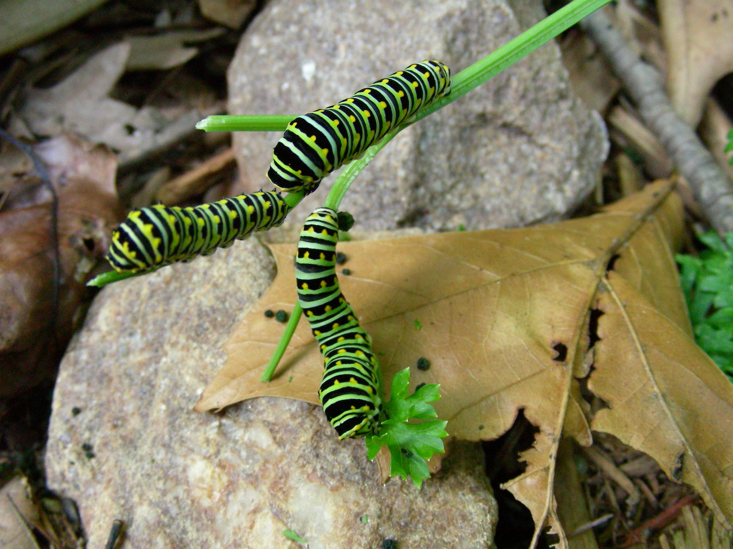 Black swallowtail caterpillars eating dill plant