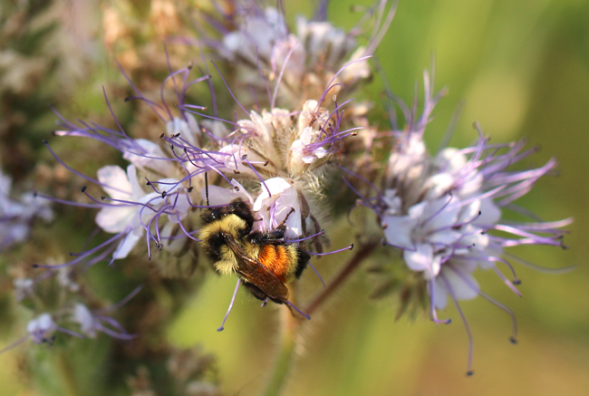 lacey phacelia