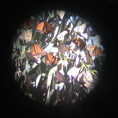 monarch cluster through binoculars