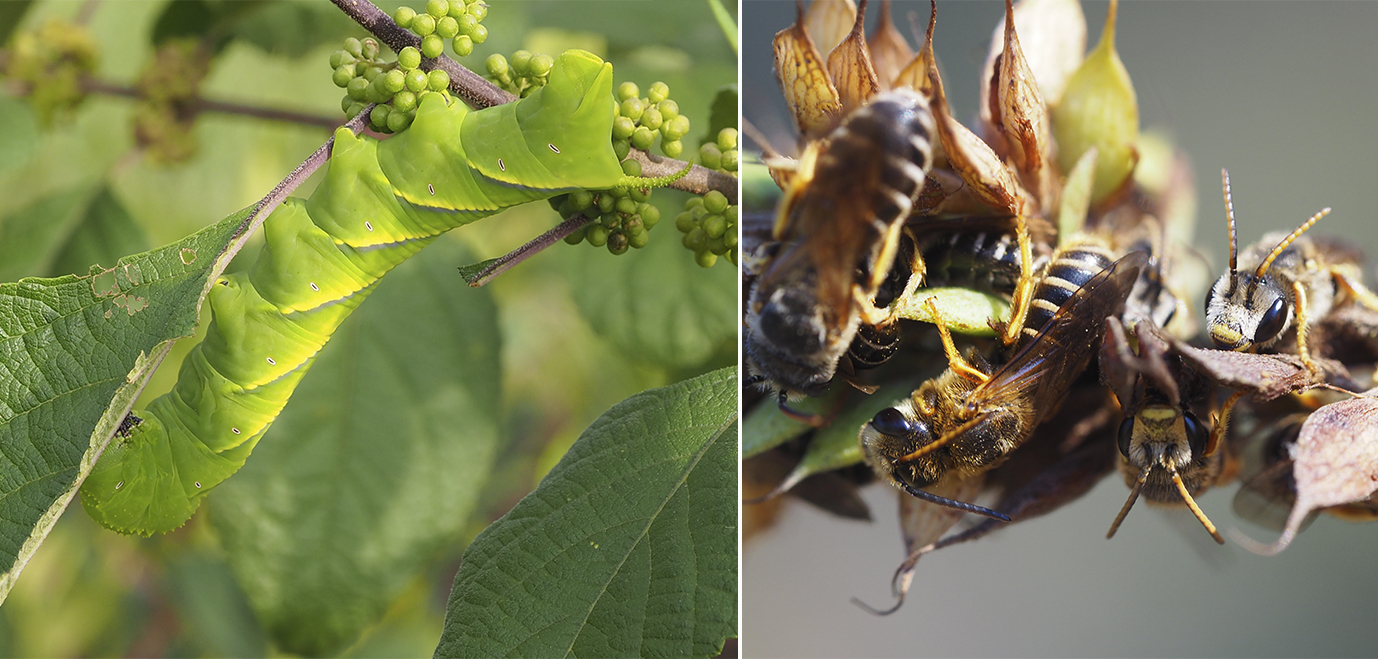 In this image collage, on the left, a bright green caterpillar is shown. On the right, there are many, many small bees clustered together.