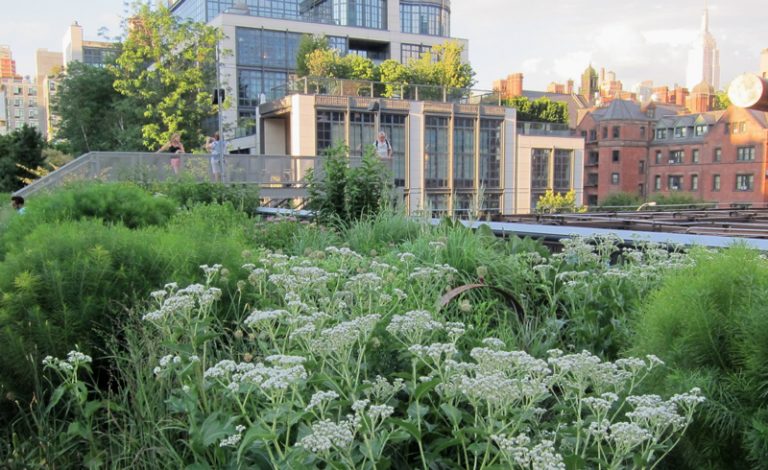 A garden bursting with native plants blooms in an urban environment.