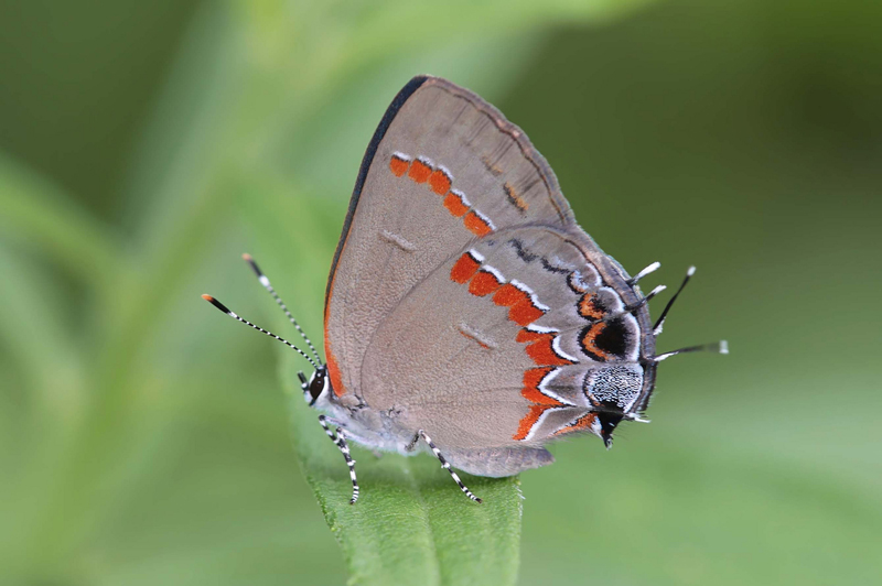 A gray butterfly with red markings and striped antennae and legs perches atop a leaf.