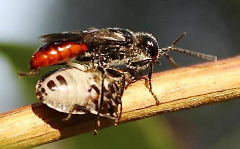 sand wasp with bmsb