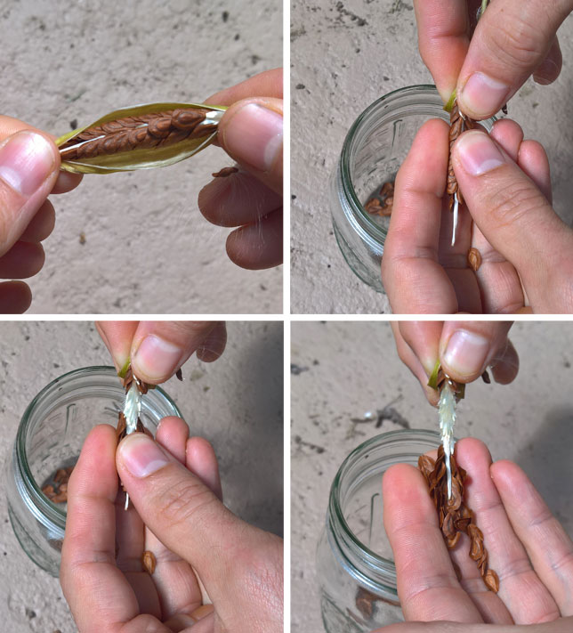 gathering milkweed seed