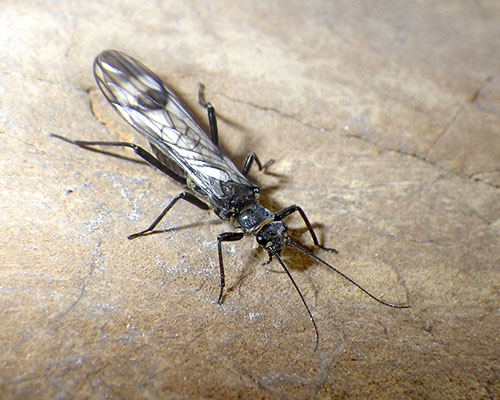 A western glacier stonefly rests on a brown rock