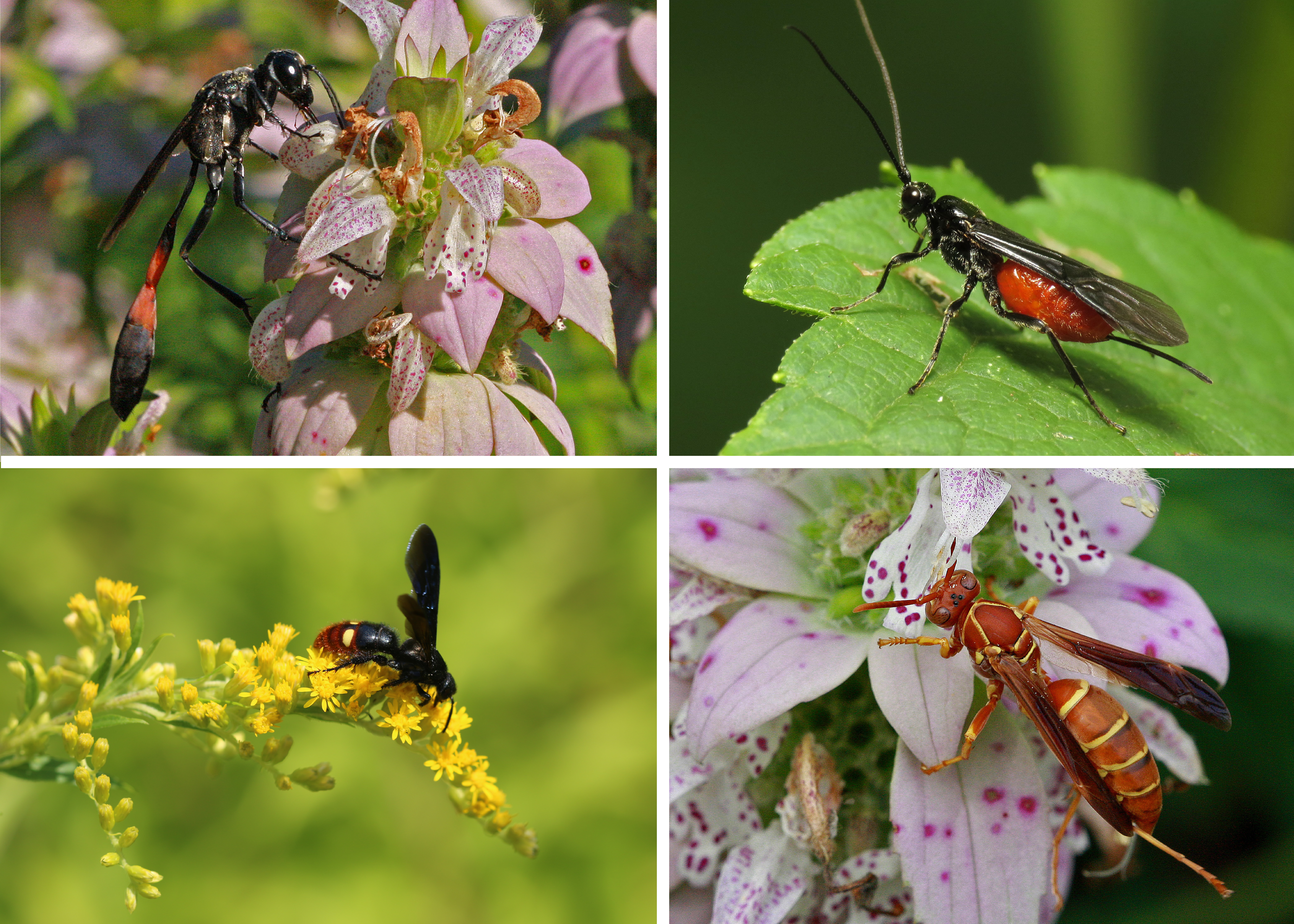 A colorful assortment of wasp photos demonstrates the diversity of species among this category of Hymenopterans.