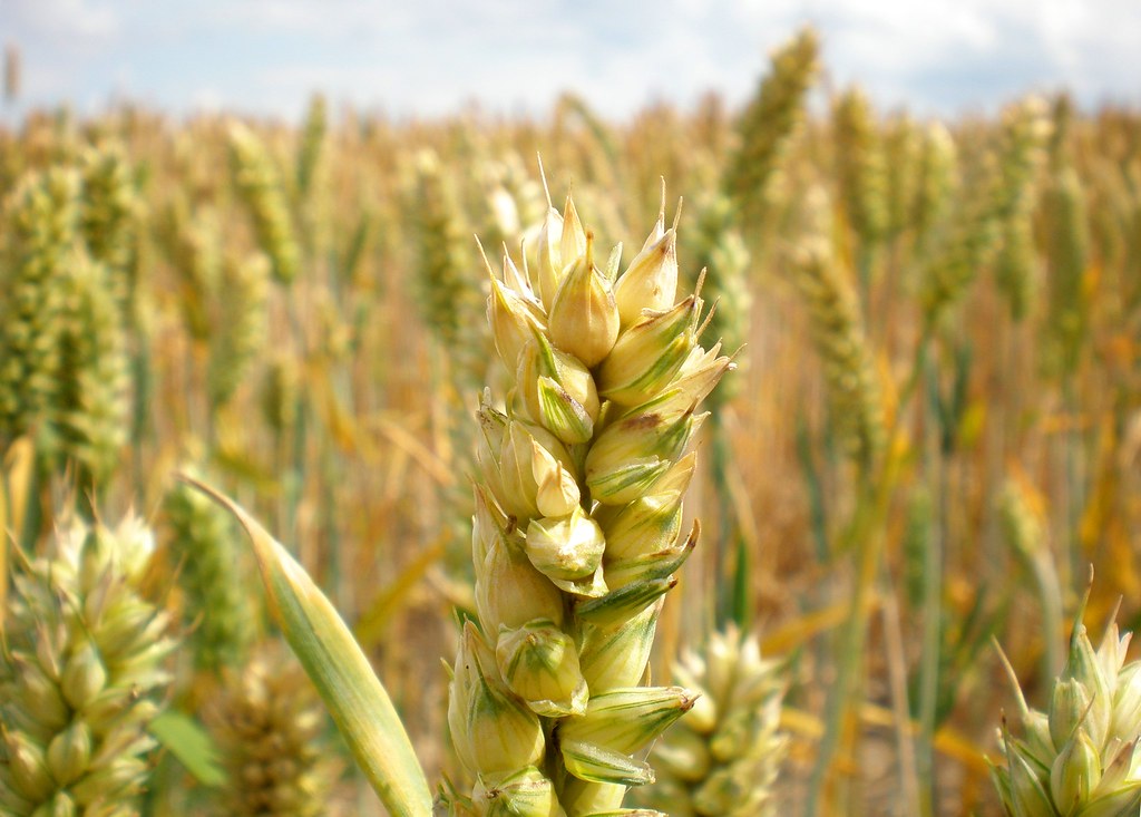 Wheat kernels are shown in the foreground of this closeup of a wheat field.
