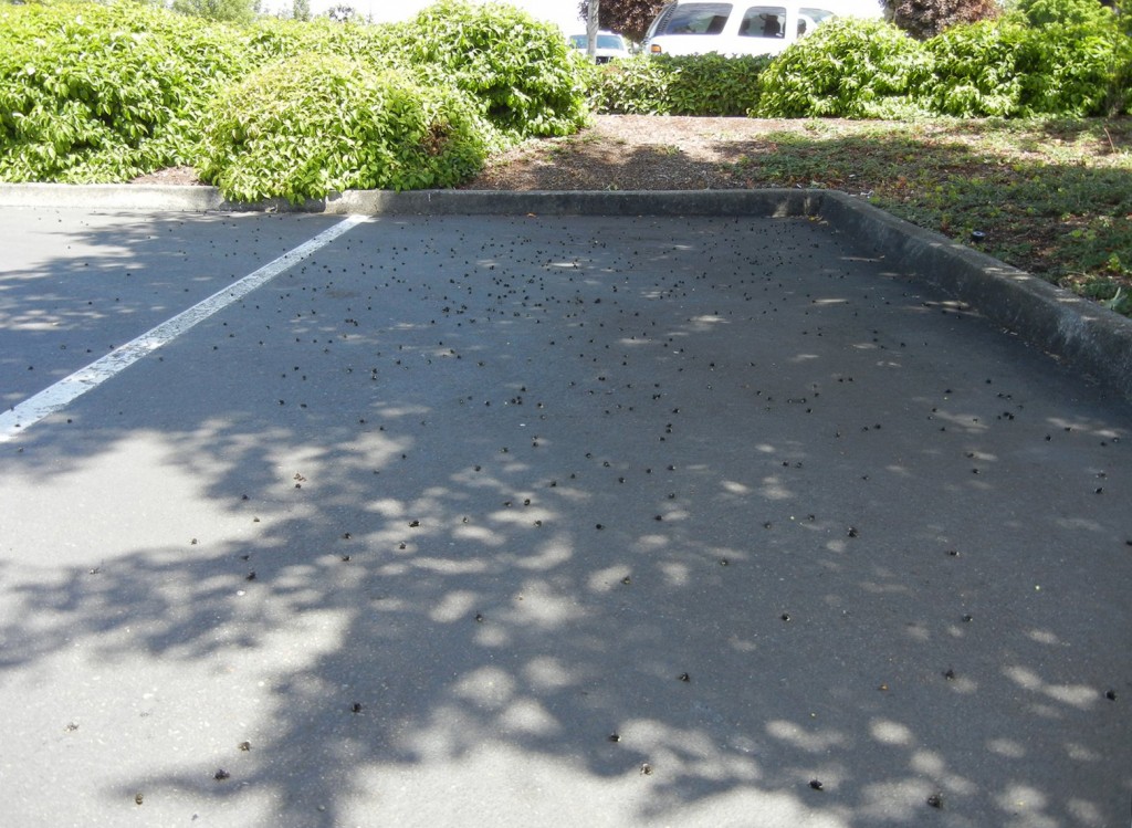 A wider angle of the Wilsonville bee kill reveals thousands of dead bees scattered across a single parking space.