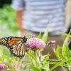 A monarch butterfly feeding on the nectar of a milkweed flower.