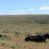 A cow and her calf, both black, lie in the middle of sagebrush and grasses, with the rangeland stretching away to the horizon.