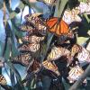 Western monarchs overwintering in California 2021-2022 (Photo: Jessica Griffiths)