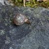 A hesperian snail from a site near Grizzly Creek
