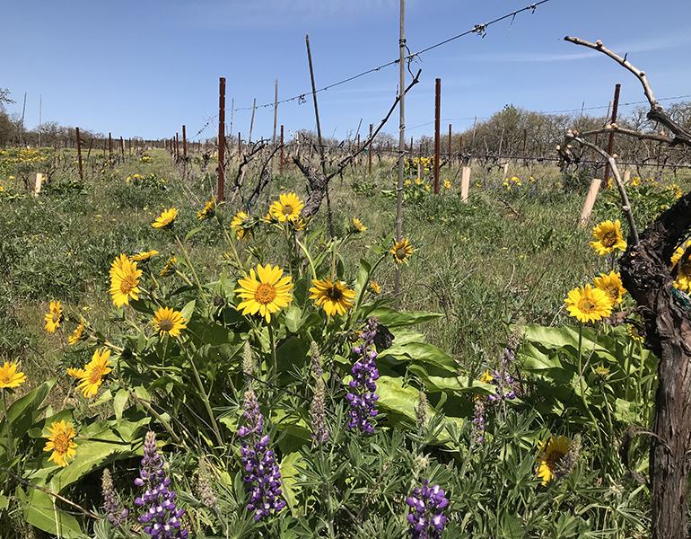 Klickitat Canyon Vineyard - in the foreground are brightly colored blooms of arrowleaf balsamroot and lupine, and in the background are rows of vines.