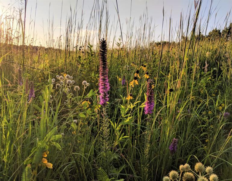 Prairie grasses and flowers are illuminated beautifully by low, golden sunlight.