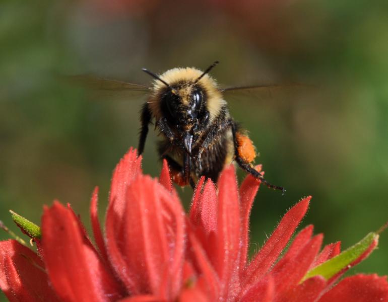 A high country bumble bee (Bombus kirbiellus) looks directly at the camera, wings blurred, as it perches atop the red petals of a paintbrush blossom.