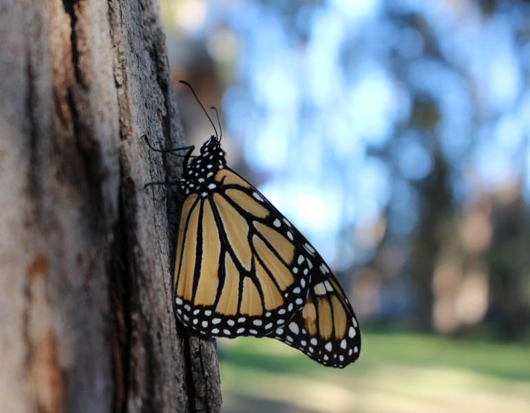 A western monarch rests on the side of a tree with furrowed bark.