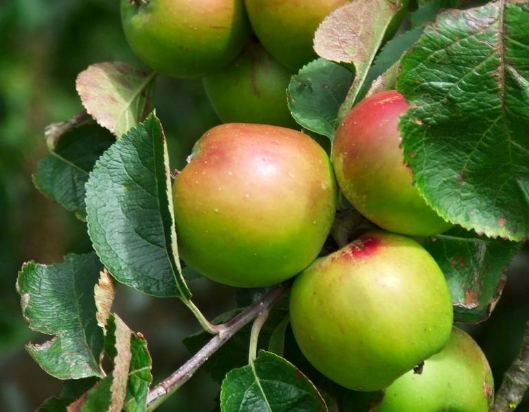 Red-and-green apples are clustered on a tree branch.