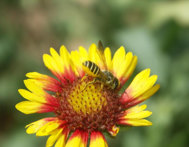Leafcutter bee on a red and yellow blanketflower.