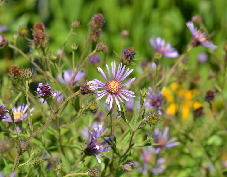 Purple asters bloom against a green background.