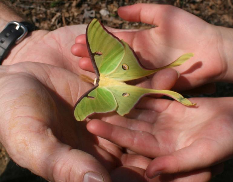 A bright green luna moth is held by two pairs of hands--an adult's and a child's.