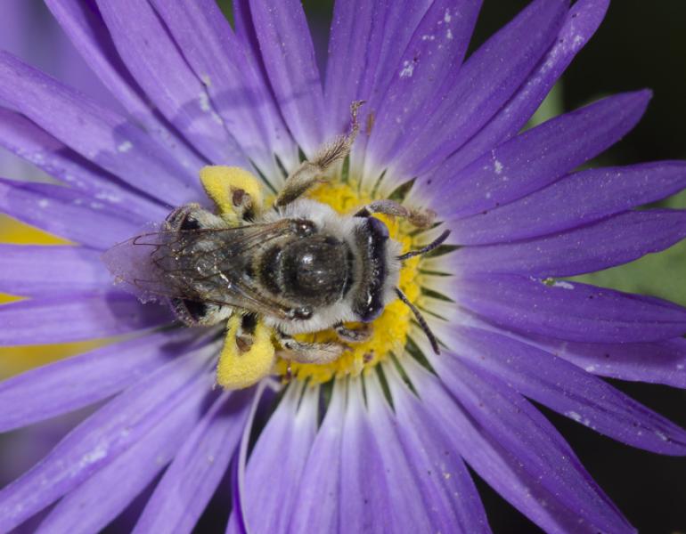A fuzzy bee with black and gray stripes gathers pollen in the middle of a purple flower.