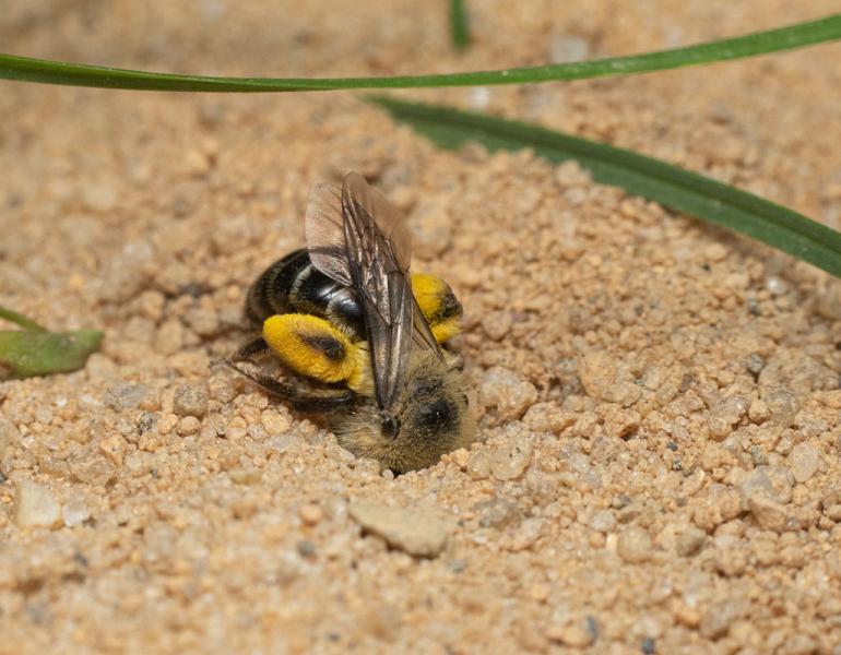 Aster mining bee digging in sand