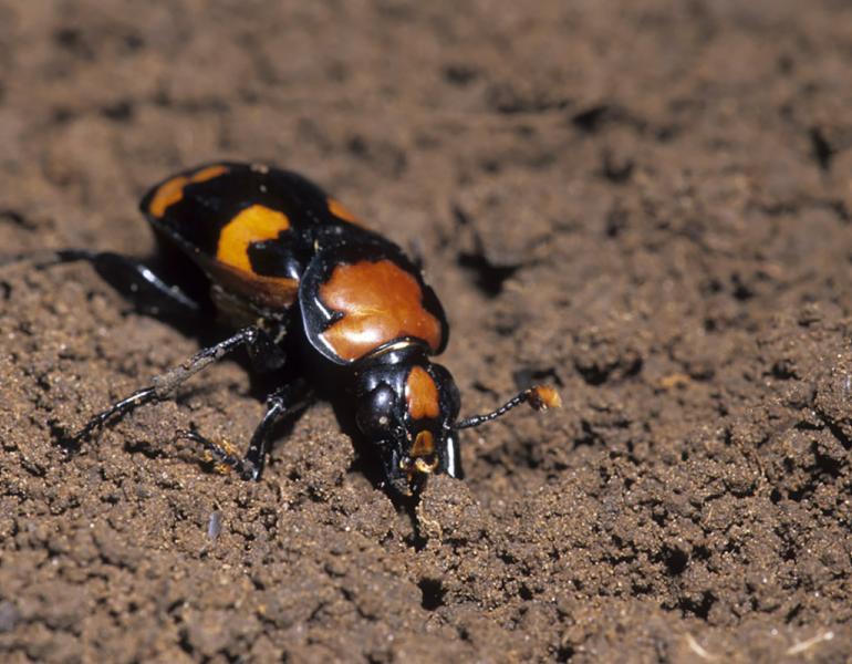 American burying beetle in soil