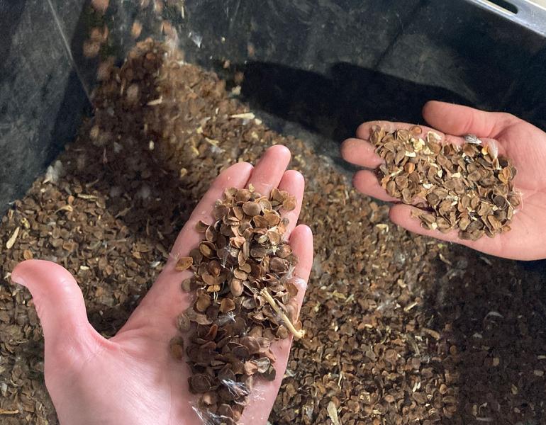 Milkweed seeds in a bin and in someone's hands