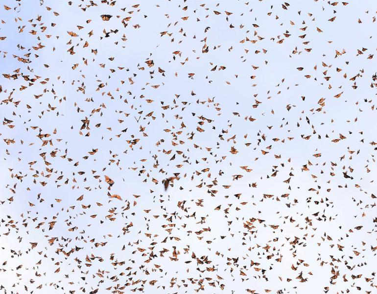 Hundreds of monarchs in the sky near overwintering sites in Mexico