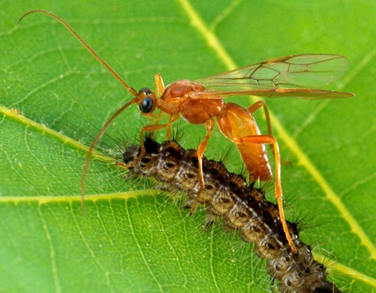 Wasp laying eggs in a gypsy moth caterpillar