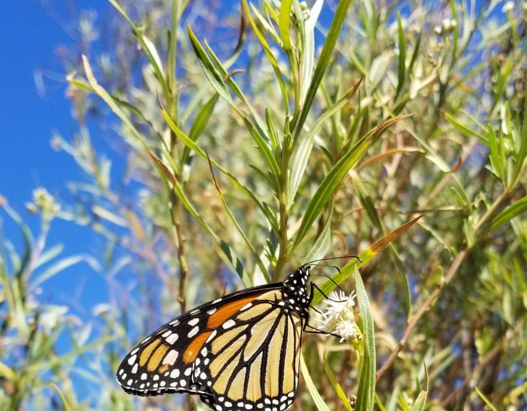 An orange and black monarch butterfly drinks nectar from the creamy-white flowers of mule fat