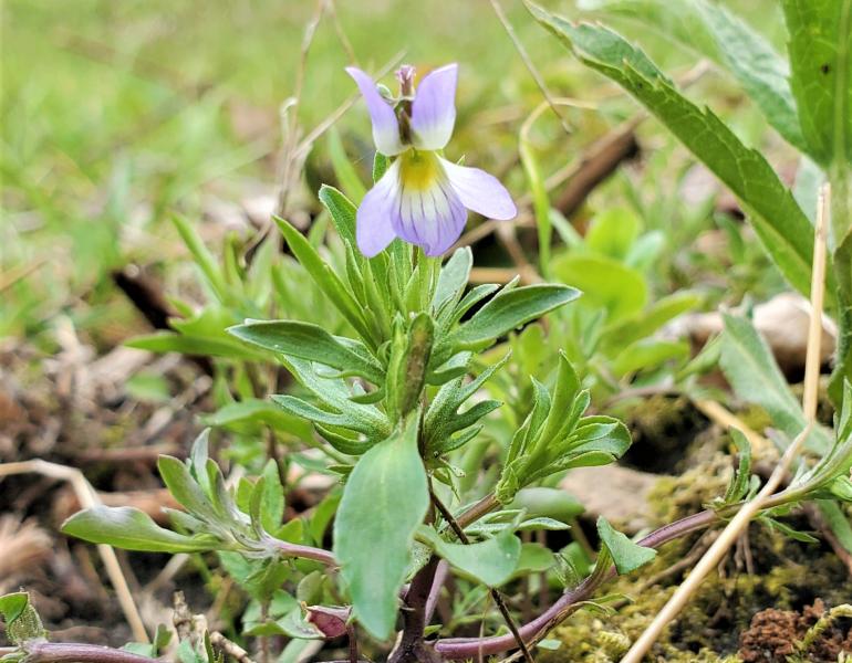 The wild pansy is a tiny flower with pale purple petals
