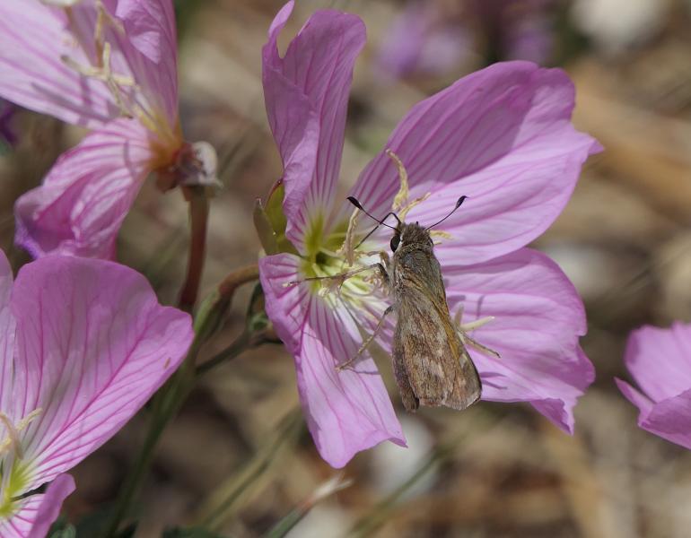 A cluster of pink flowers, each with five petals, offers a place for a small brown, delicately marked butterfly to drink nectar