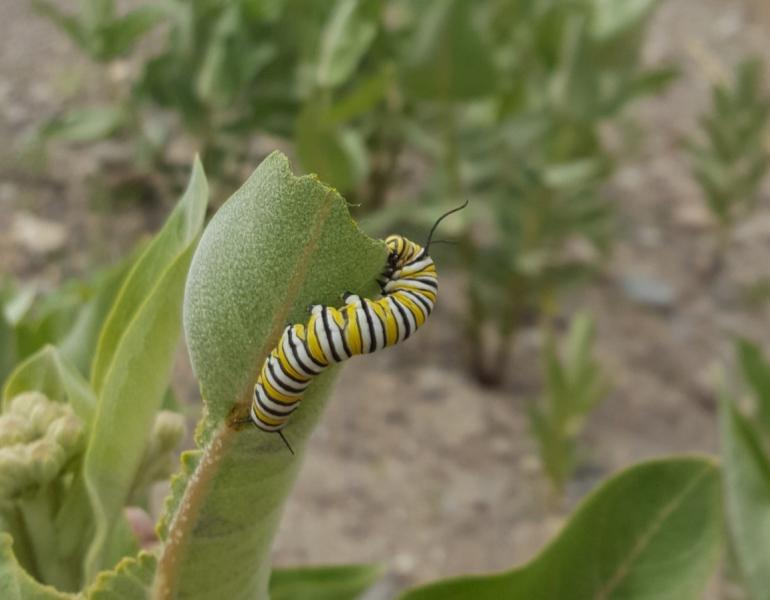 Monarch larvae on showy milkweed, roadside in Idaho.