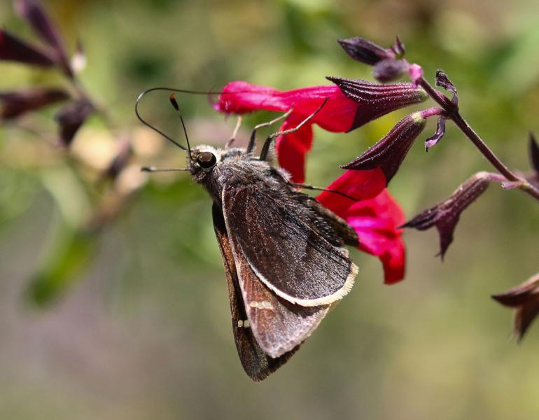 Moon-marked skipper butterfly on a flower 