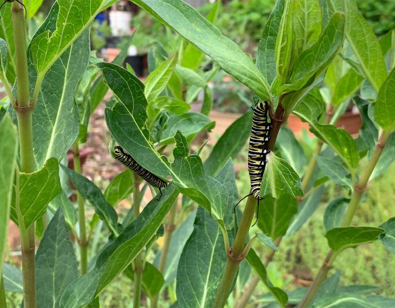 Monarch caterpillars on milkweed