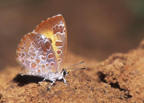 adult harvester butterfly