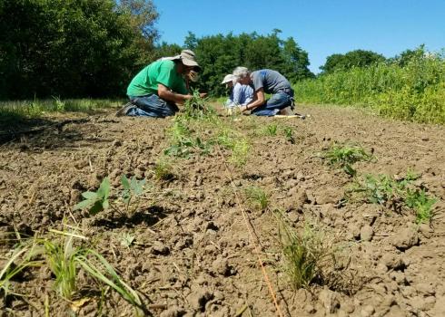 People are crouched, planting native species in a new beetle bank in Iowa.