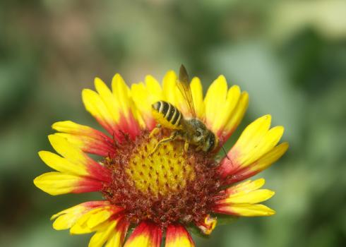 Leafcutter bee on a red and yellow blanketflower.