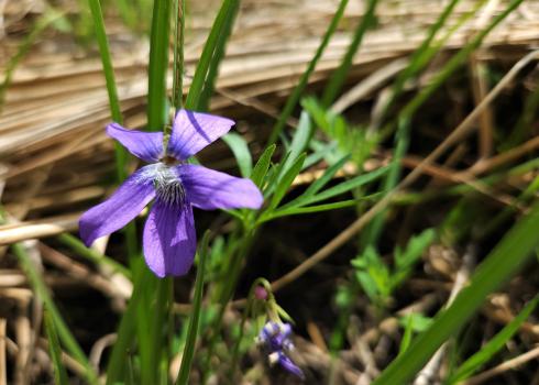 prairie violets that sprouted in restored prairie pocket