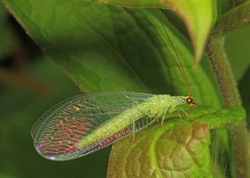 An adult green lacewing sitting on a leaf. In addition to its bright green body, this insect's wings and eyes are both iridescent, giving them a shimmering rainbow quality. Lacewings are excellent predators of aphids.