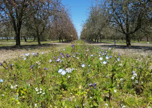 "Blooming pollinator habitat between rows of almond orchards in California"