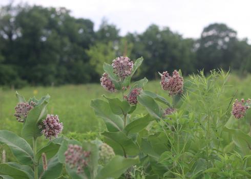 Pale pink and purple ball-shaped flower heads of common milkweed stand out against the green foliage of this habitat strip beside a farm field