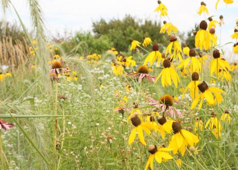 A patch of pollinator habitat on a farm in Iowa is a mass of yellow, white, and purple flowers
