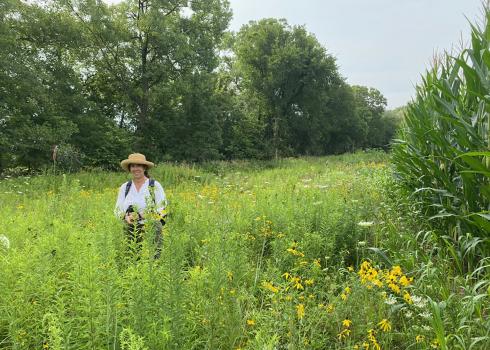 A women wearing a shite shite and a straw hat stands in a meadow, with plants and yellow flowers up to her waist. Behind her a line of tall trees with green leaves stretches into the distance.